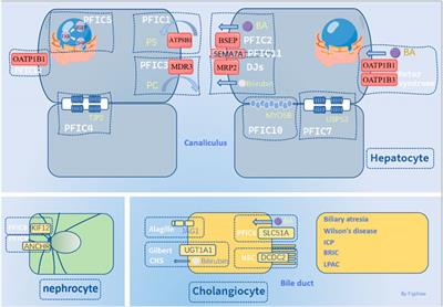 Genetic alterations and molecular mechanisms underlying hereditary intrahepatic cholestasis